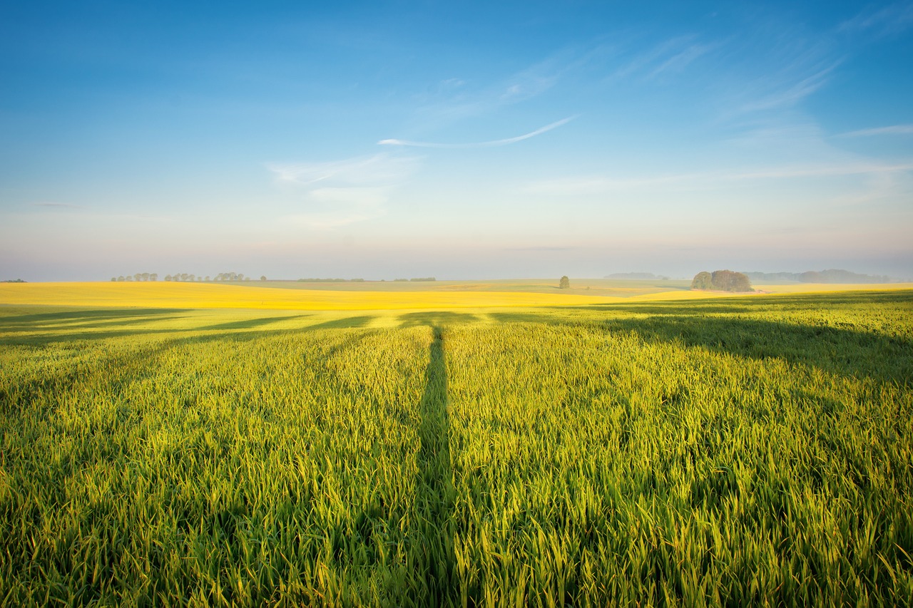 field of rapeseeds spring rape blossom free photo