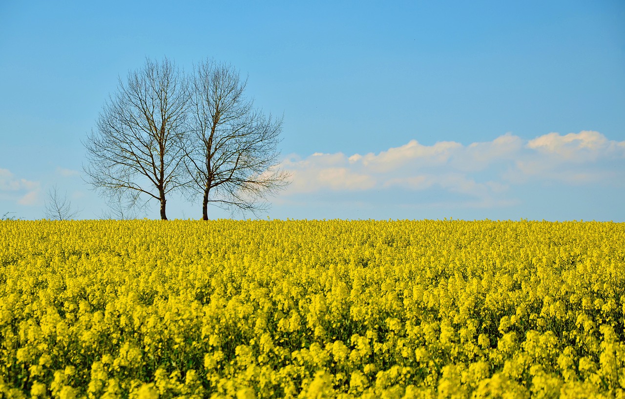 field of rapeseeds oilseed rape field free photo