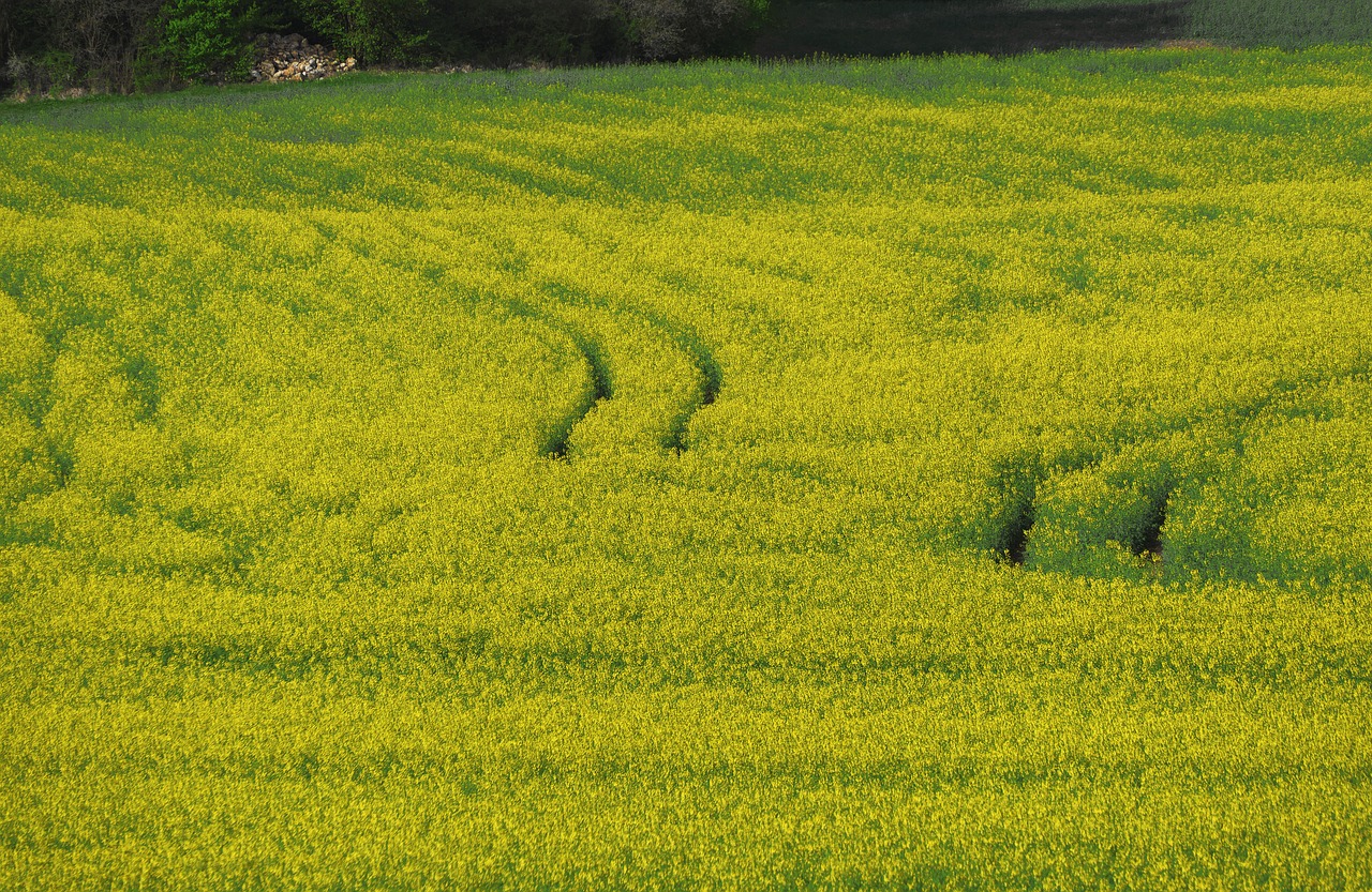 field of rapeseeds  field  agriculture free photo