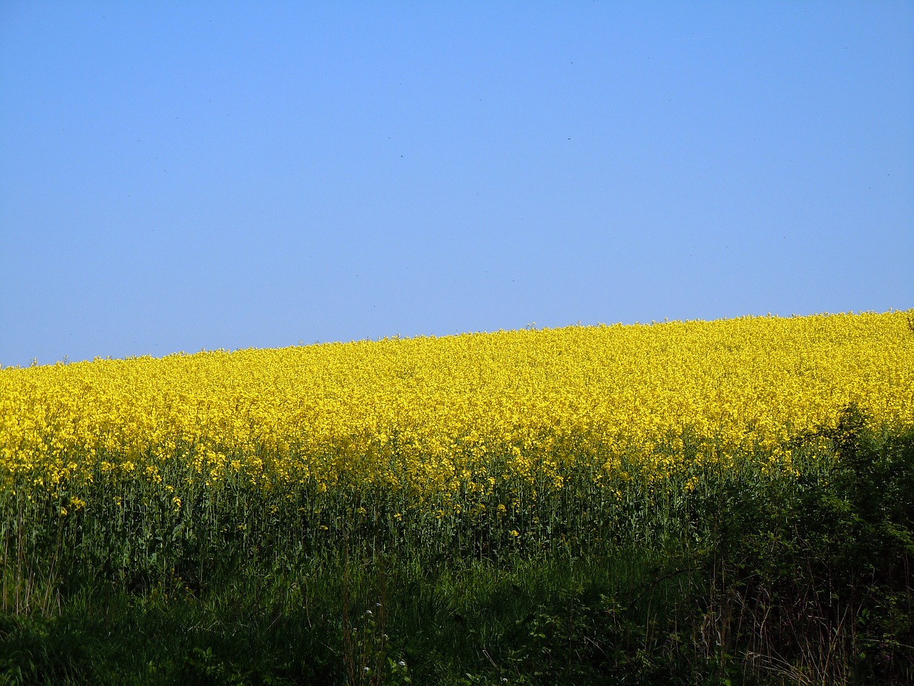 field of rapeseeds oilseed rape landscape free photo