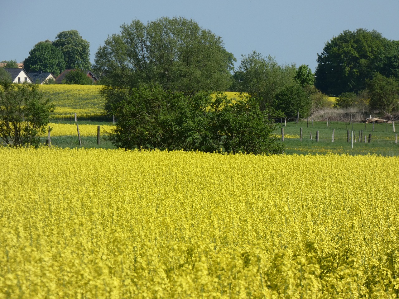 field of rapeseeds  spring  sun free photo