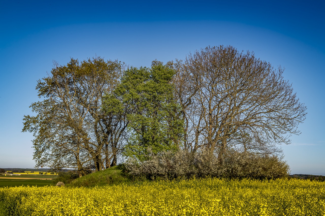 field of rapeseeds  tree  hill free photo