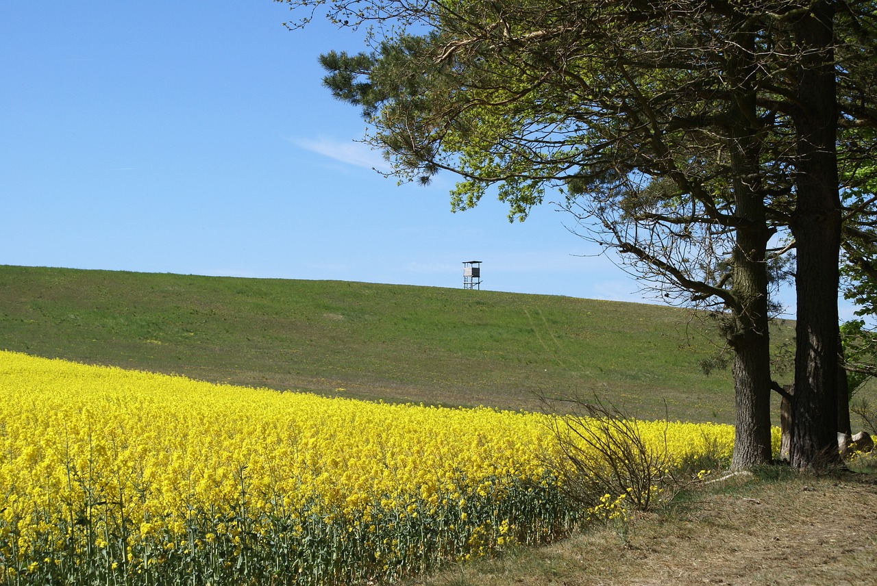 field of rapeseeds  in the  landscape free photo