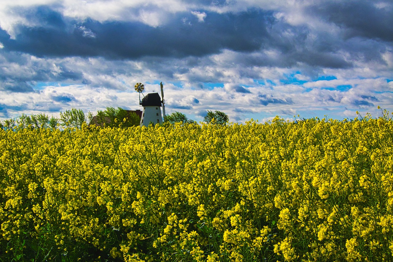 field of rapeseeds  windmill  clouds free photo