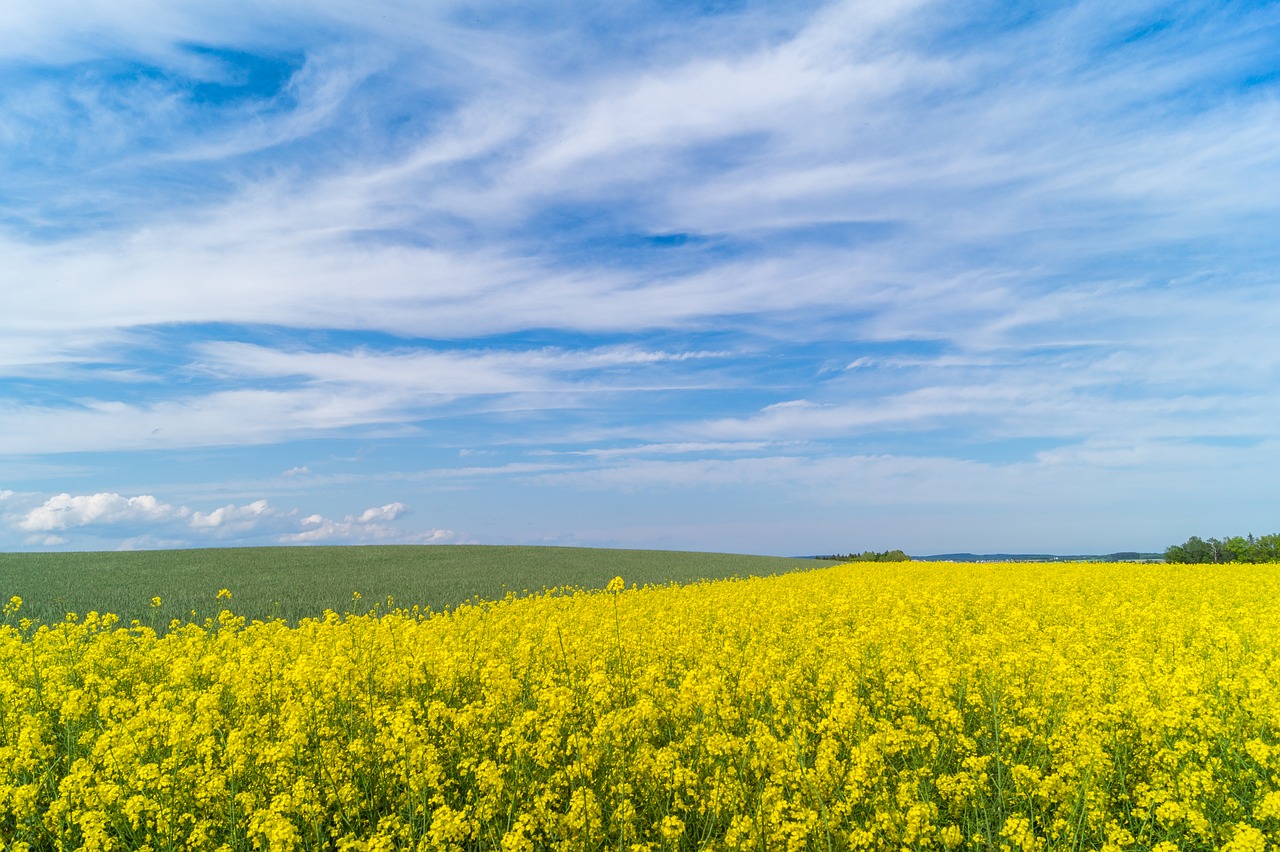 field of rapeseeds  landscape  germany free photo