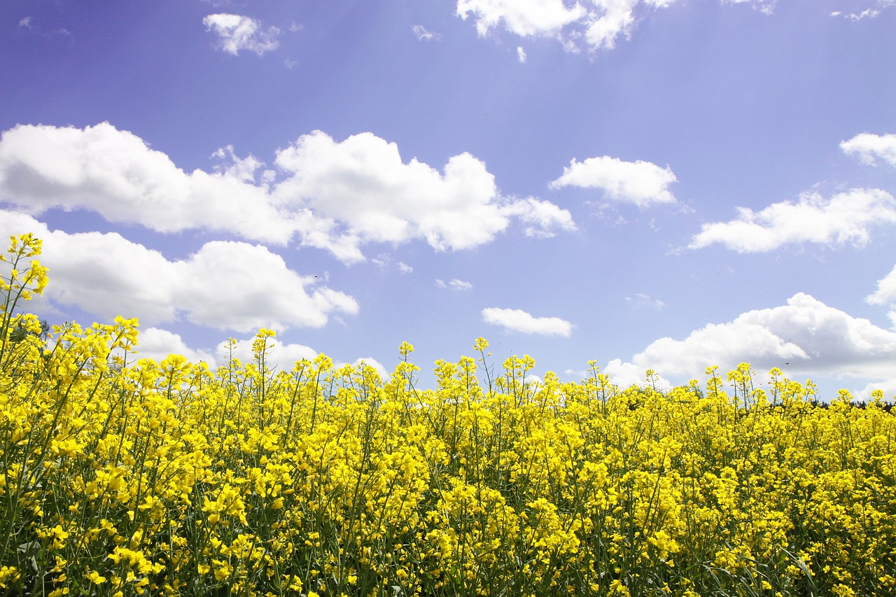 field of rapeseeds  oilseed rape  landscape free photo