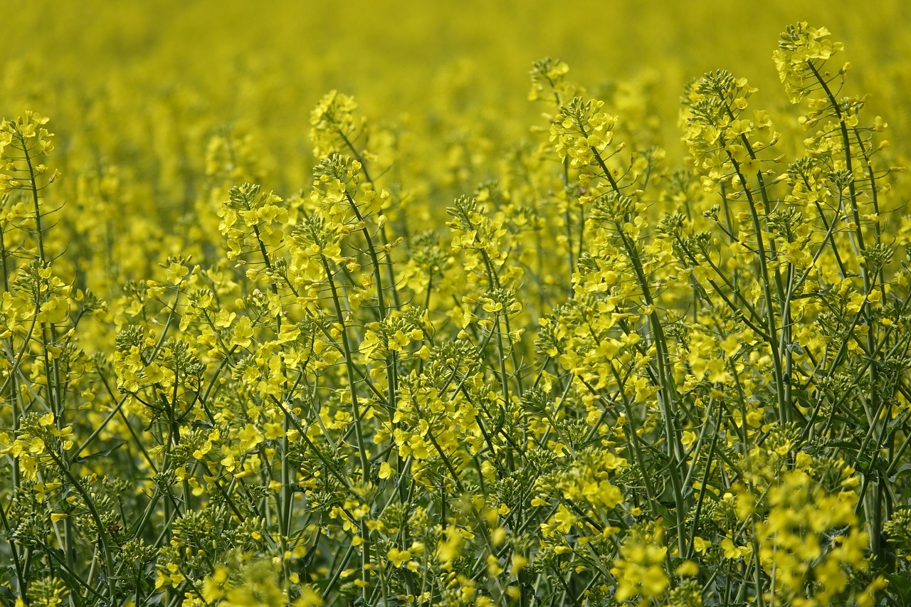 field of rapeseeds  oilseed rape  rape blossoms free photo