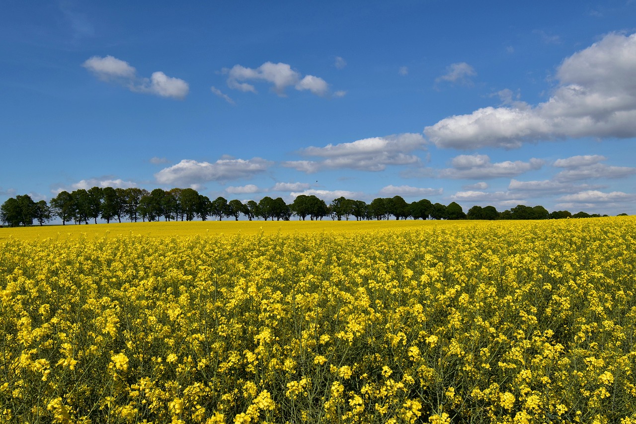 field of rapeseeds  oilseed rape  sky free photo