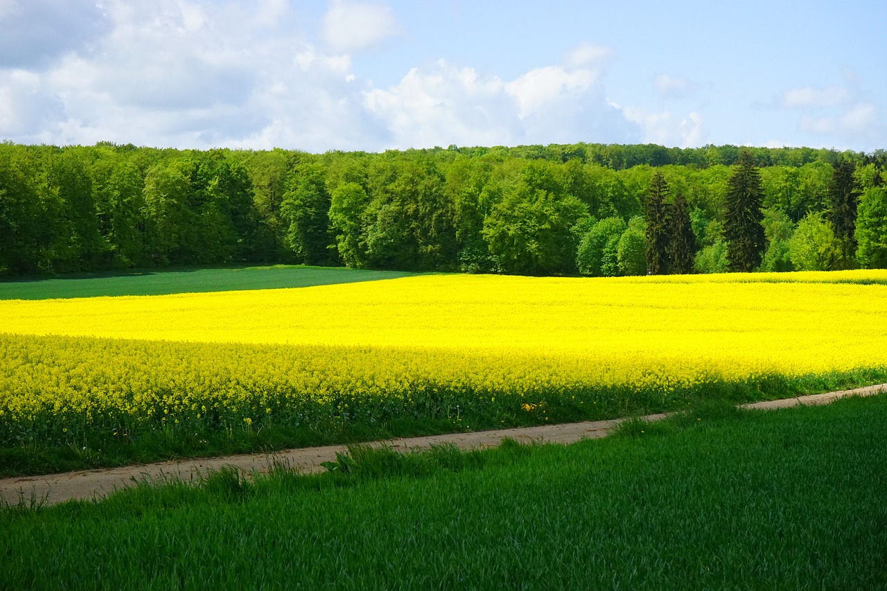 field of rapeseeds nature landscape free photo