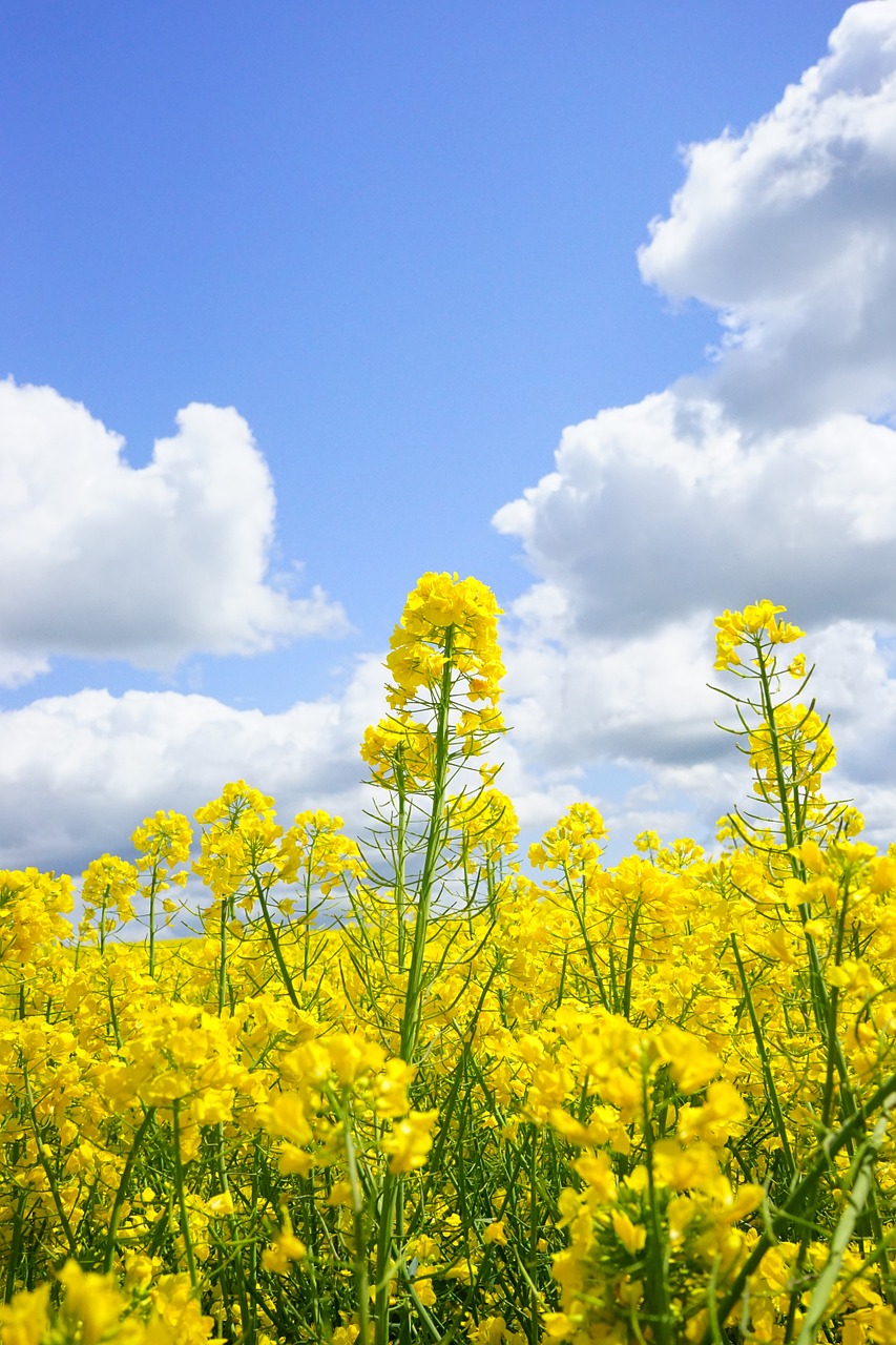 field of rapeseeds sky clouds free photo