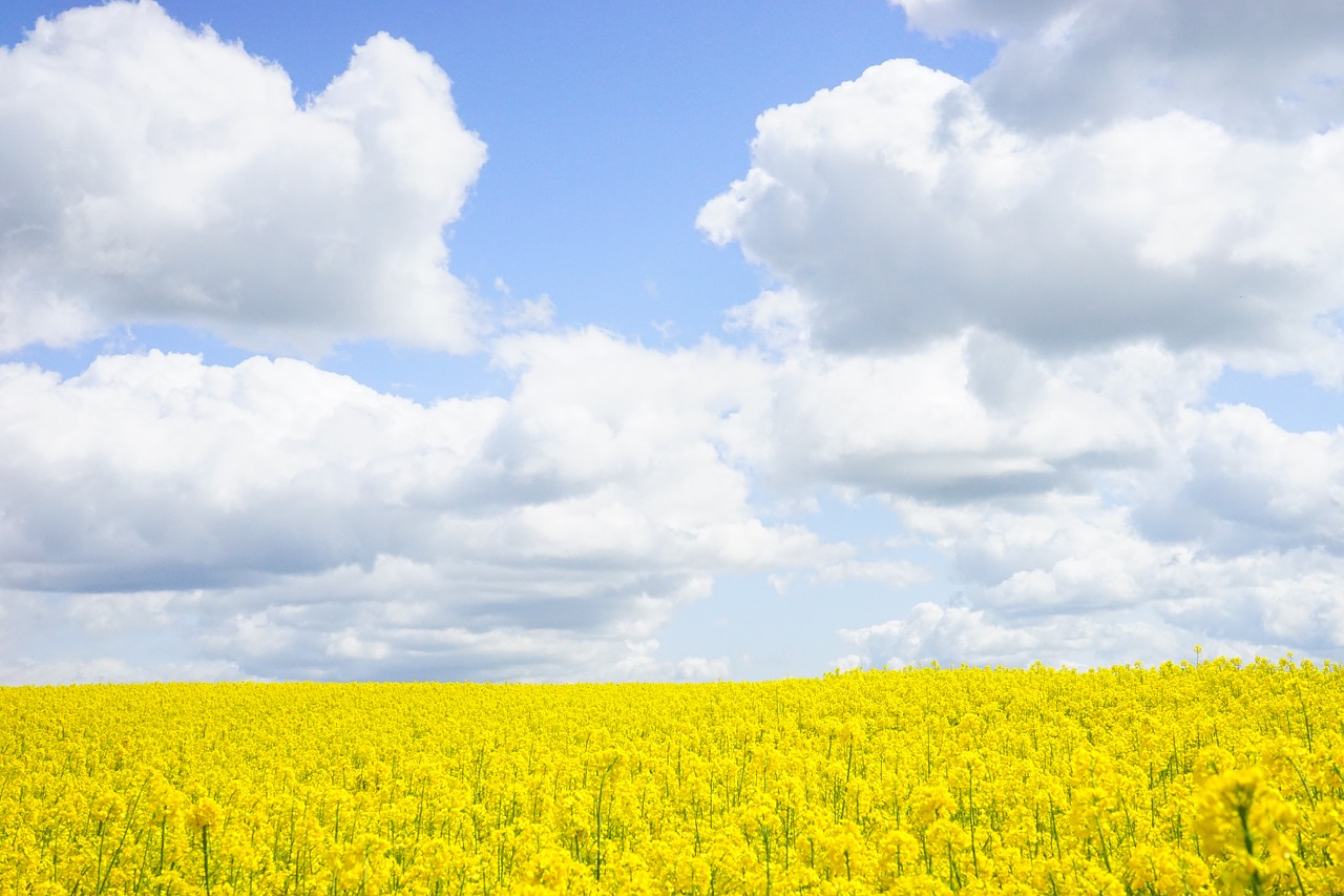 field of rapeseeds sky clouds free photo