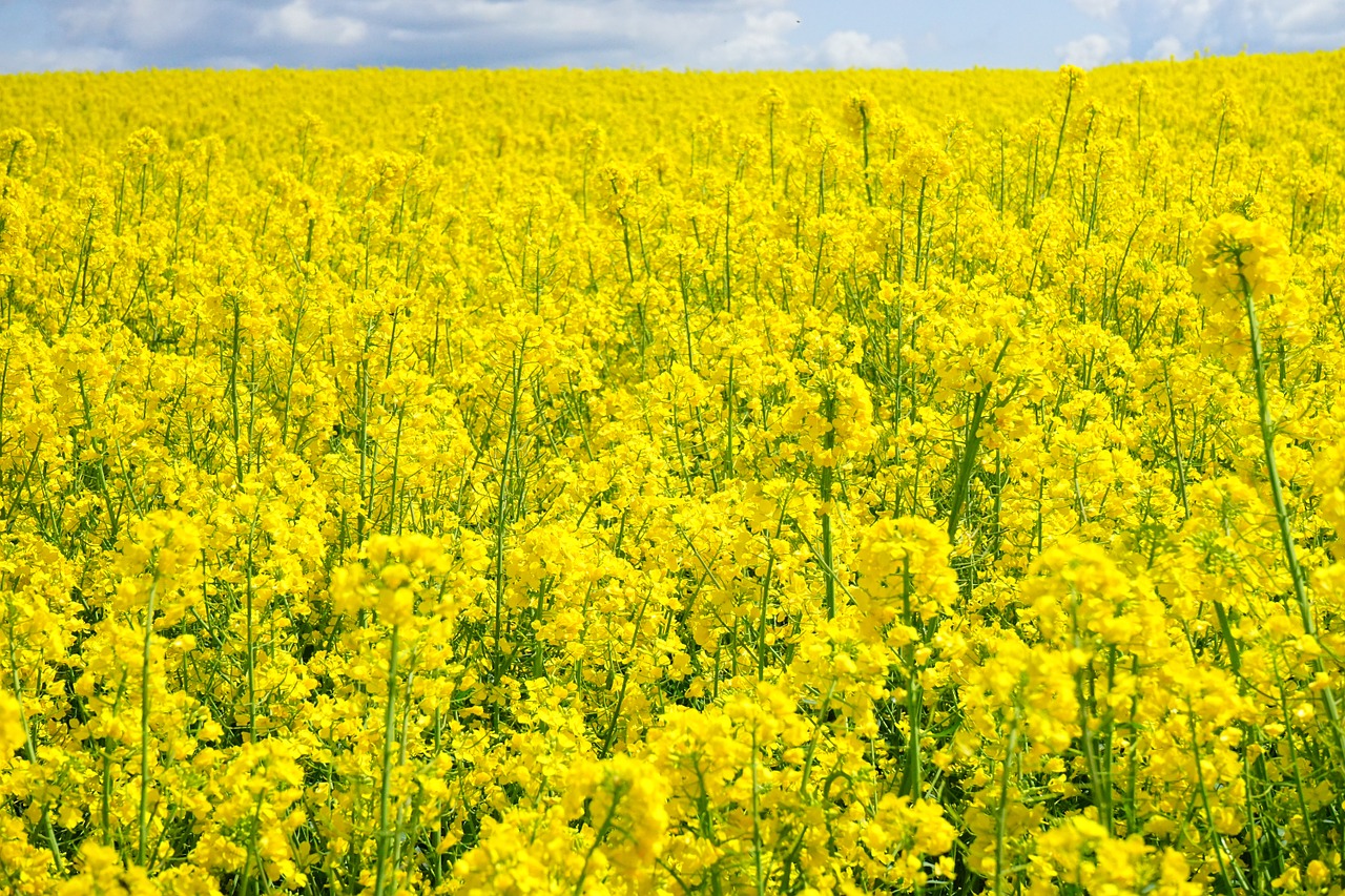 field of rapeseeds sky clouds free photo