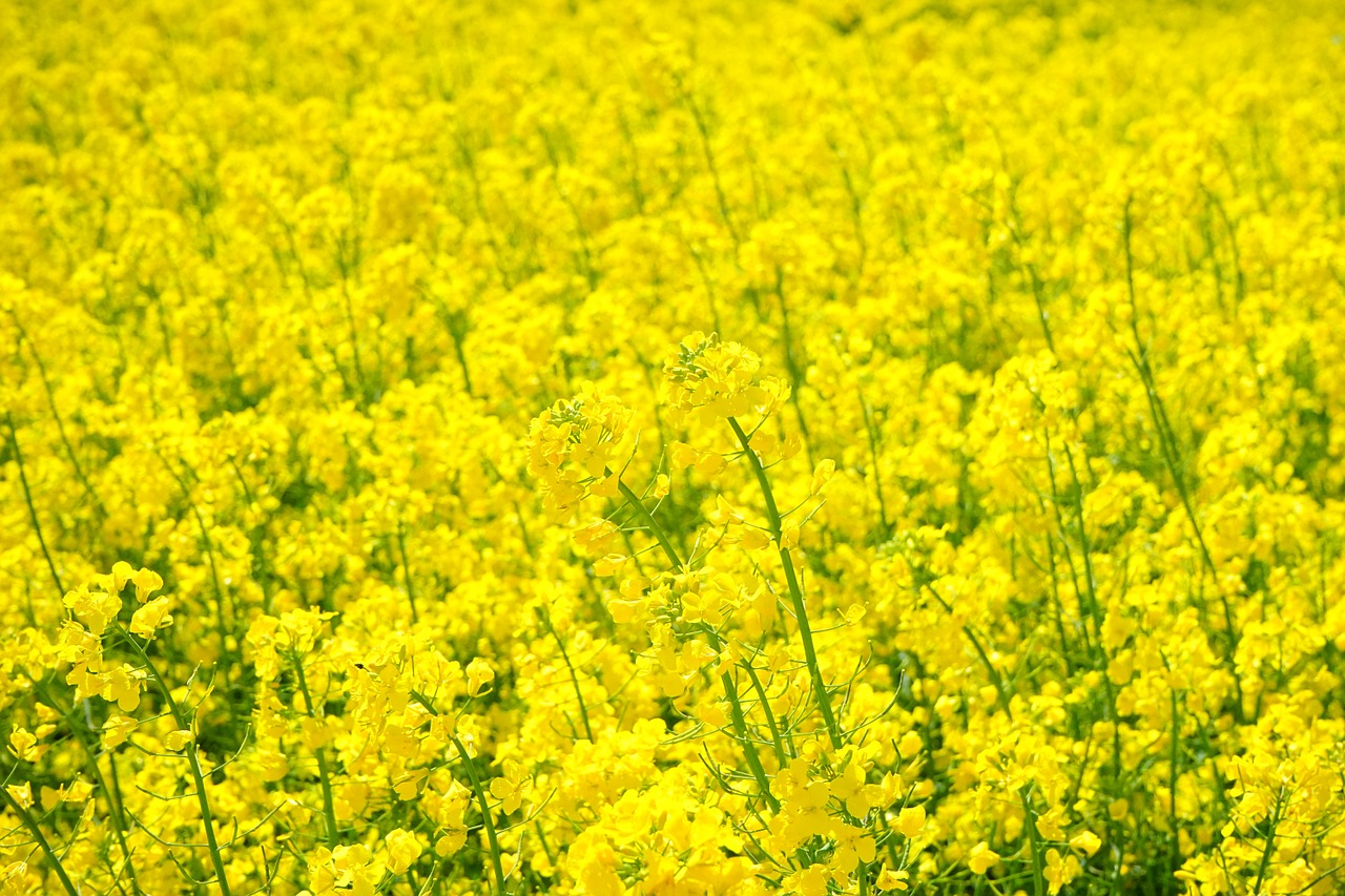 field of rapeseeds oilseed rape blütenmeer free photo