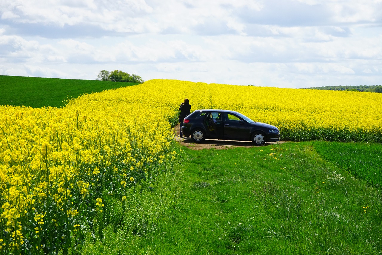 field of rapeseeds photographer auto free photo