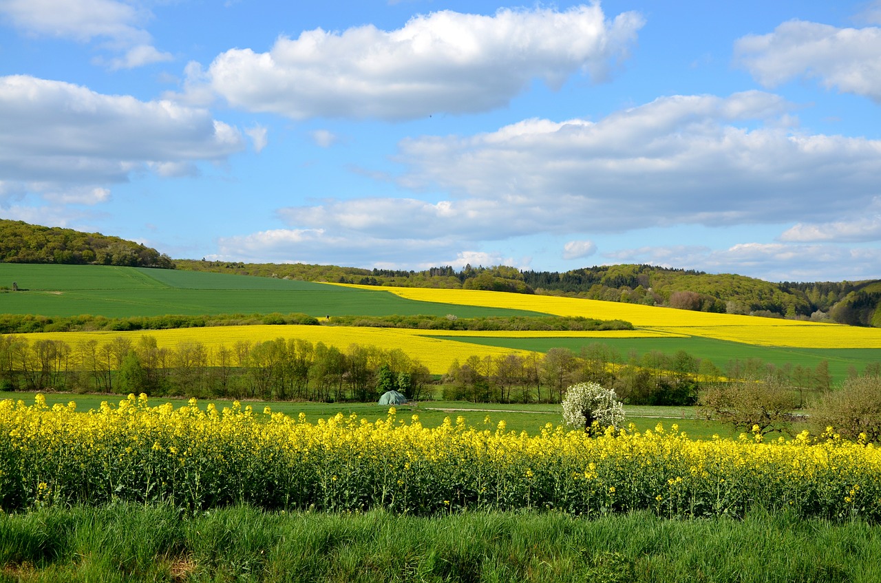 field of rapeseeds landscape yellow free photo