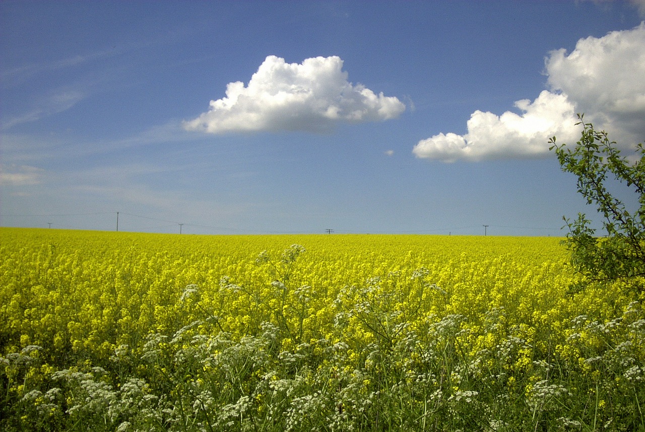 field of rapeseeds oilseed rape rape blossom free photo