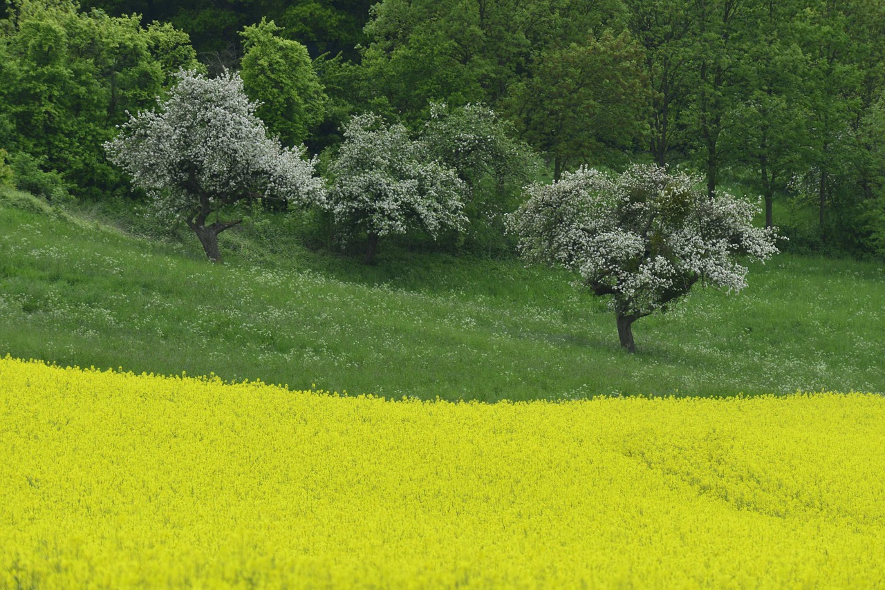 field of rapeseeds yellow l free photo