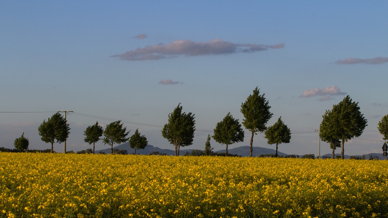 field of rapeseeds landscape clouds free photo