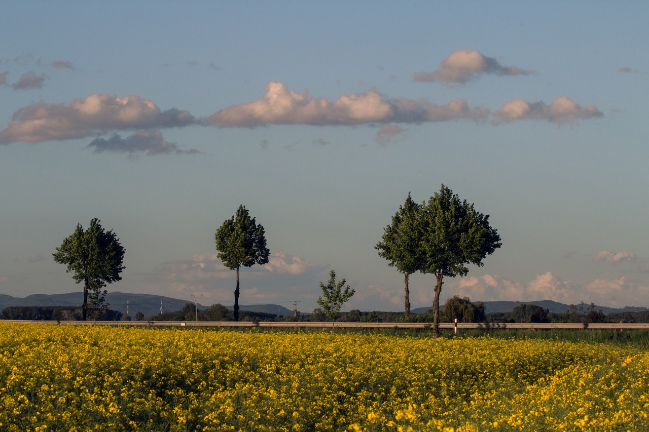 field of rapeseeds landscape clouds free photo