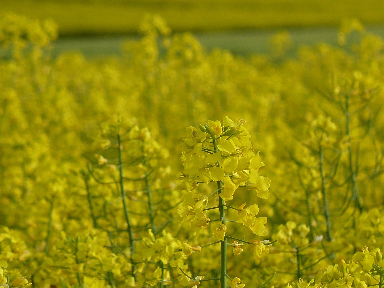 field of rapeseeds yellow bright free photo