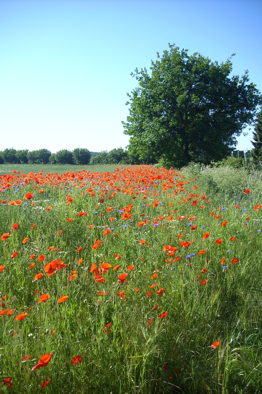 field of rapeseeds poppies edge of field free photo