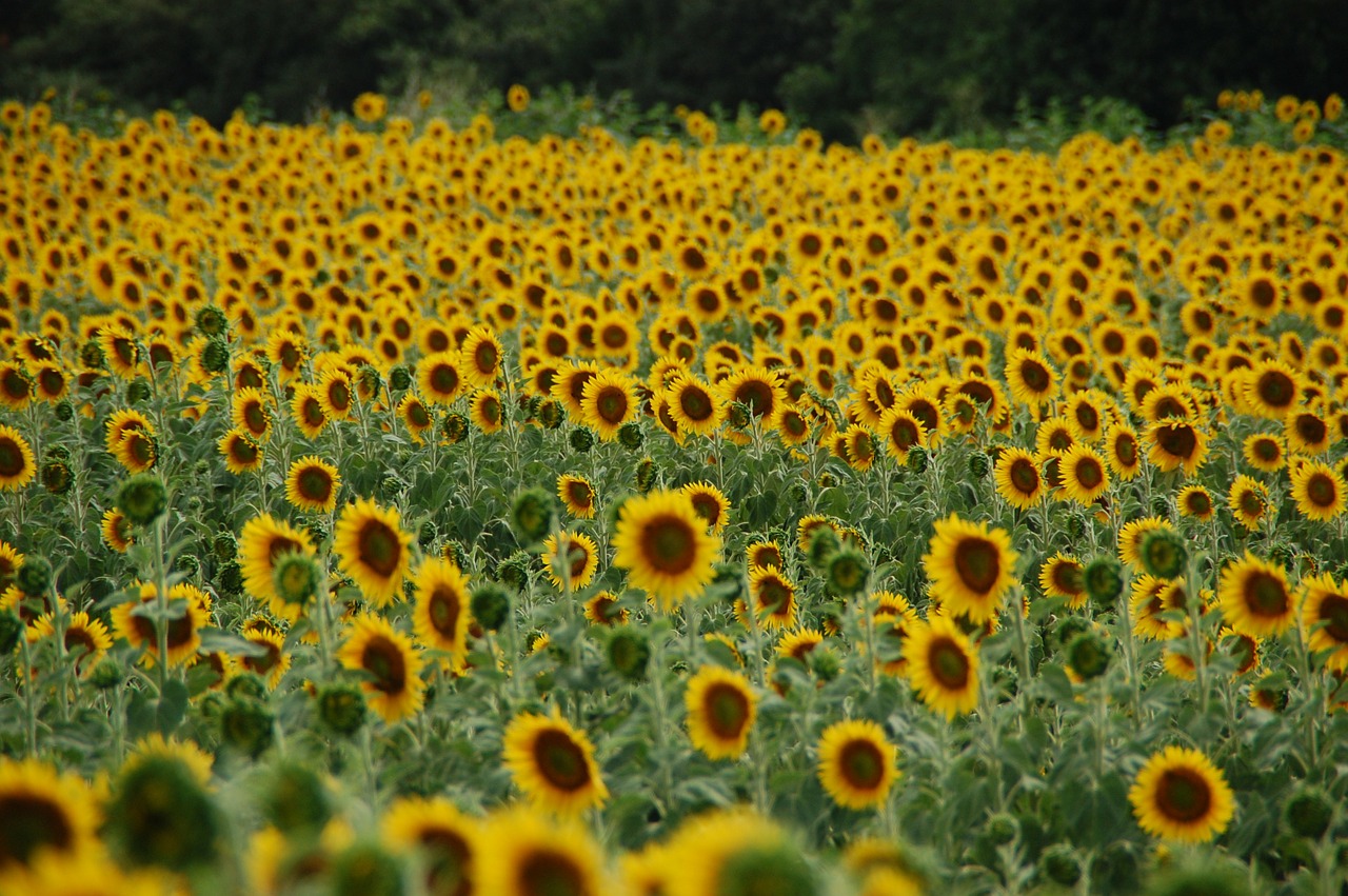 field of sunflowers sunflower plant free photo