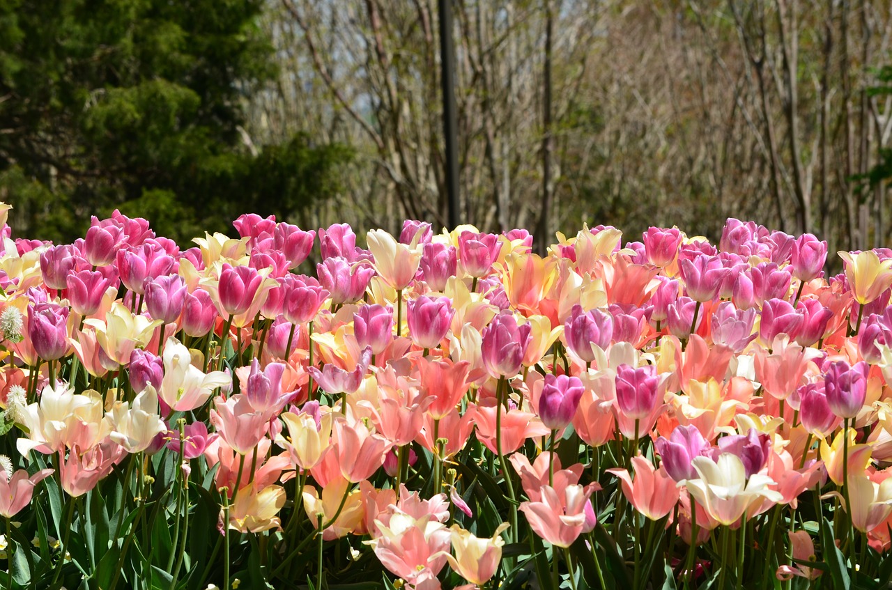 field of tulips flowers spring free photo