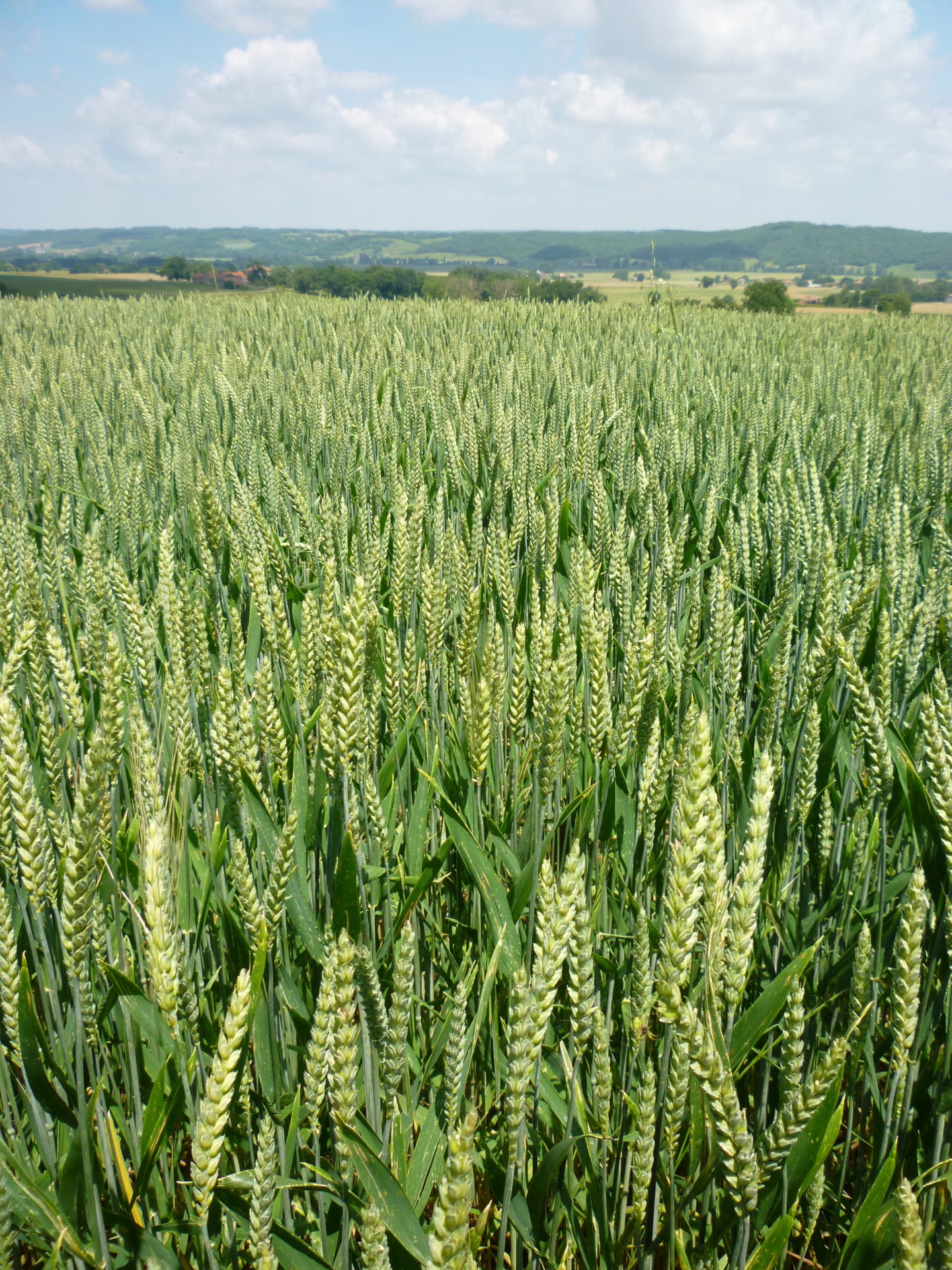 stalks wheat straw free photo