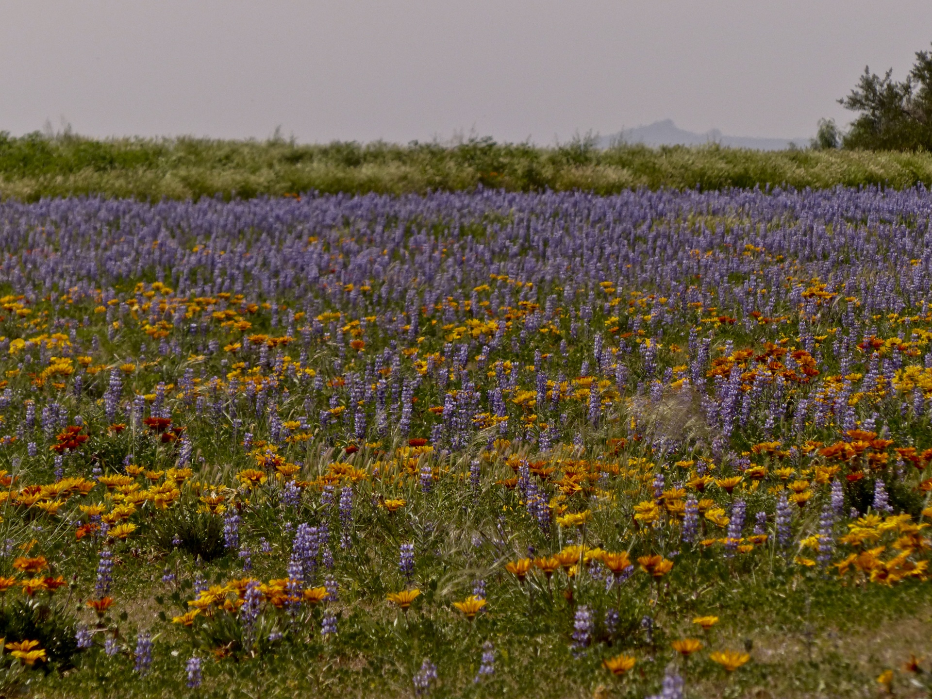 field green flowers free photo