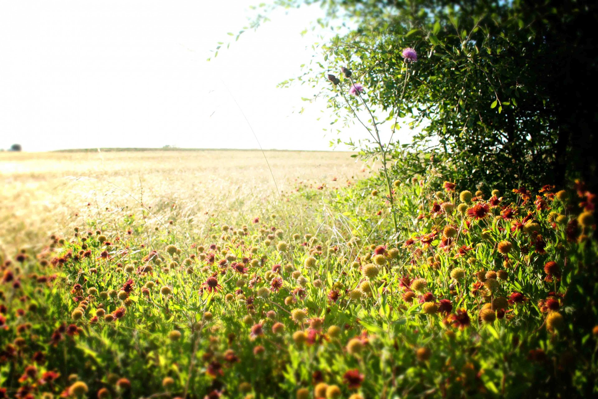 field nature wildflowers free photo