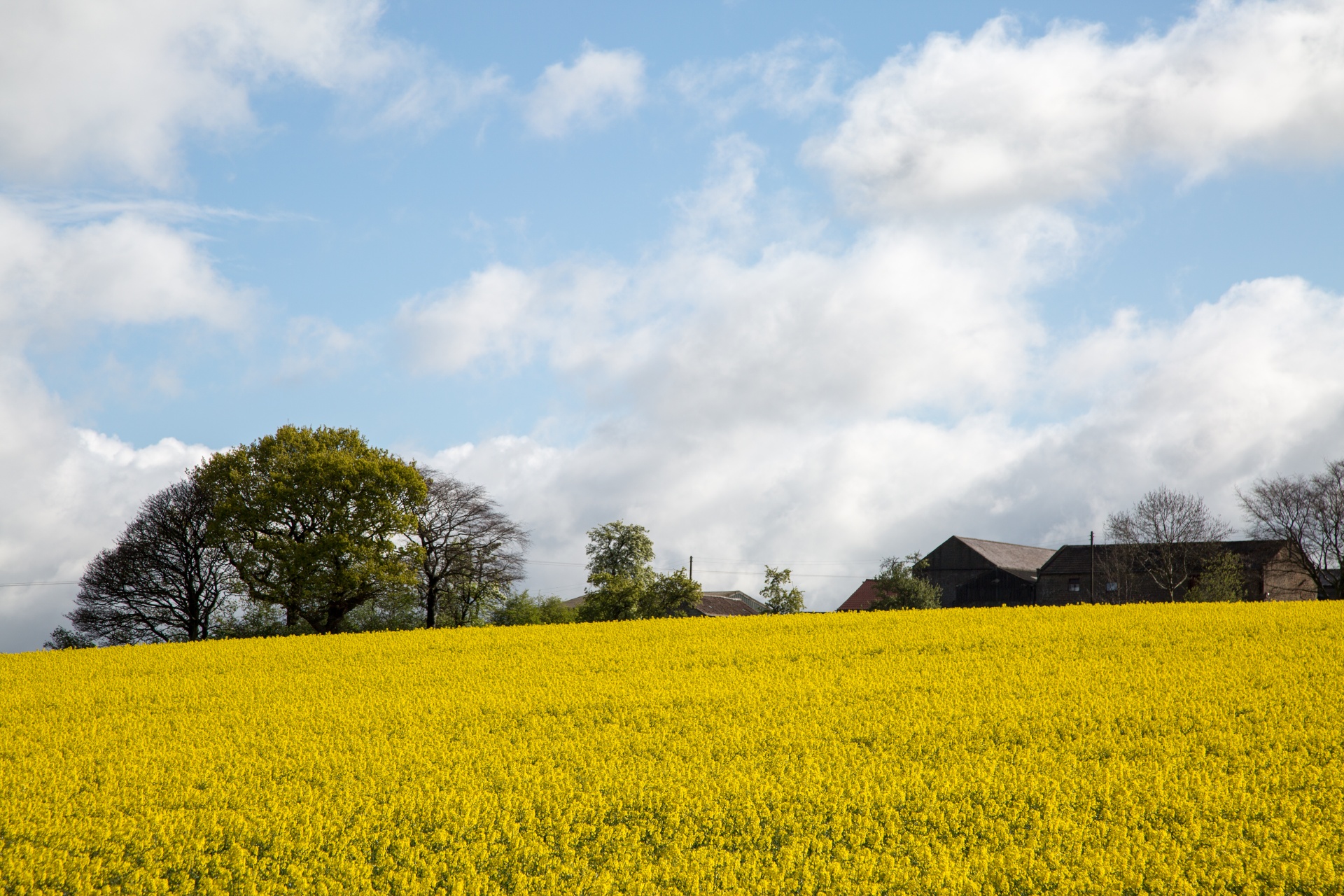 agriculture blooms canola free photo