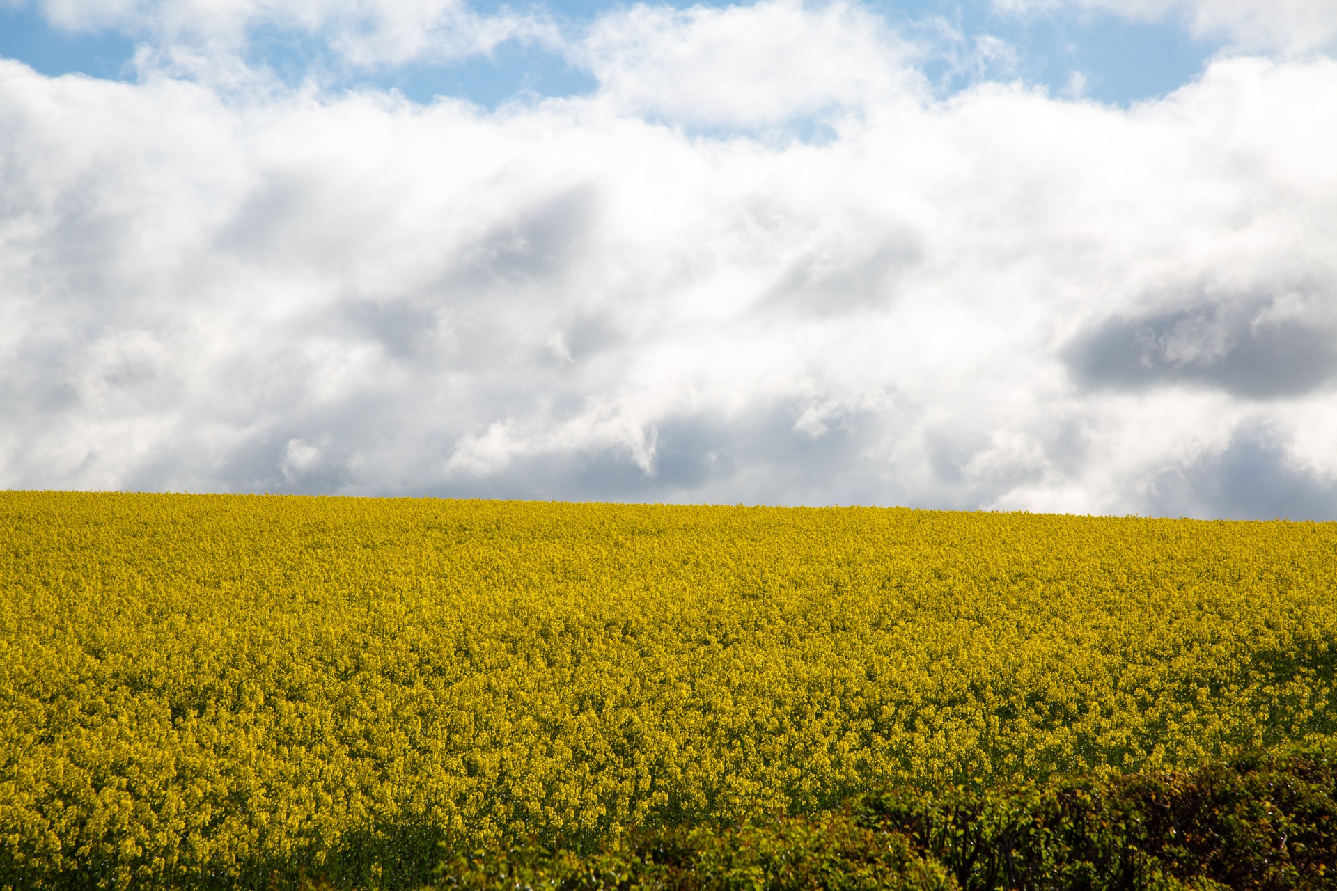 agriculture blooms canola free photo