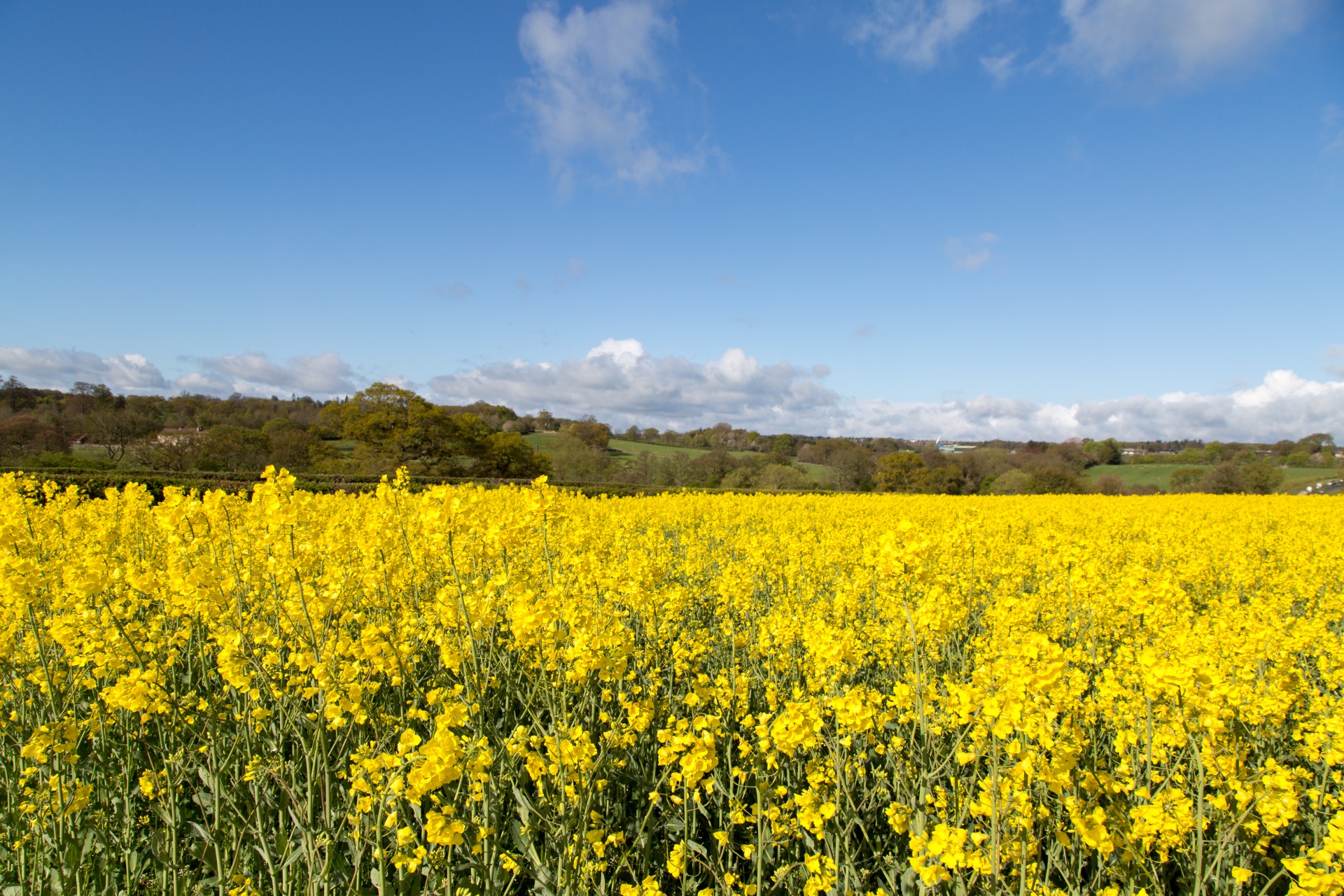 agriculture blooms canola free photo