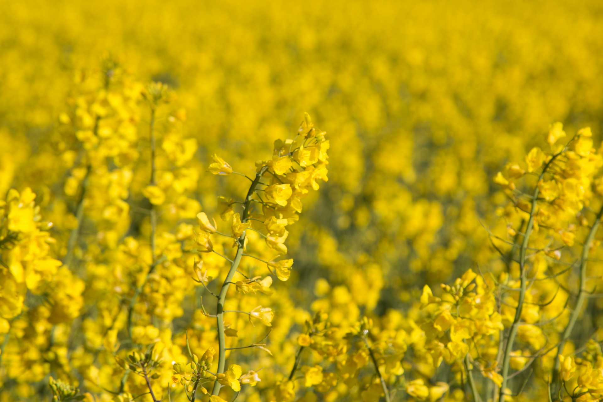 agriculture blooms canola free photo