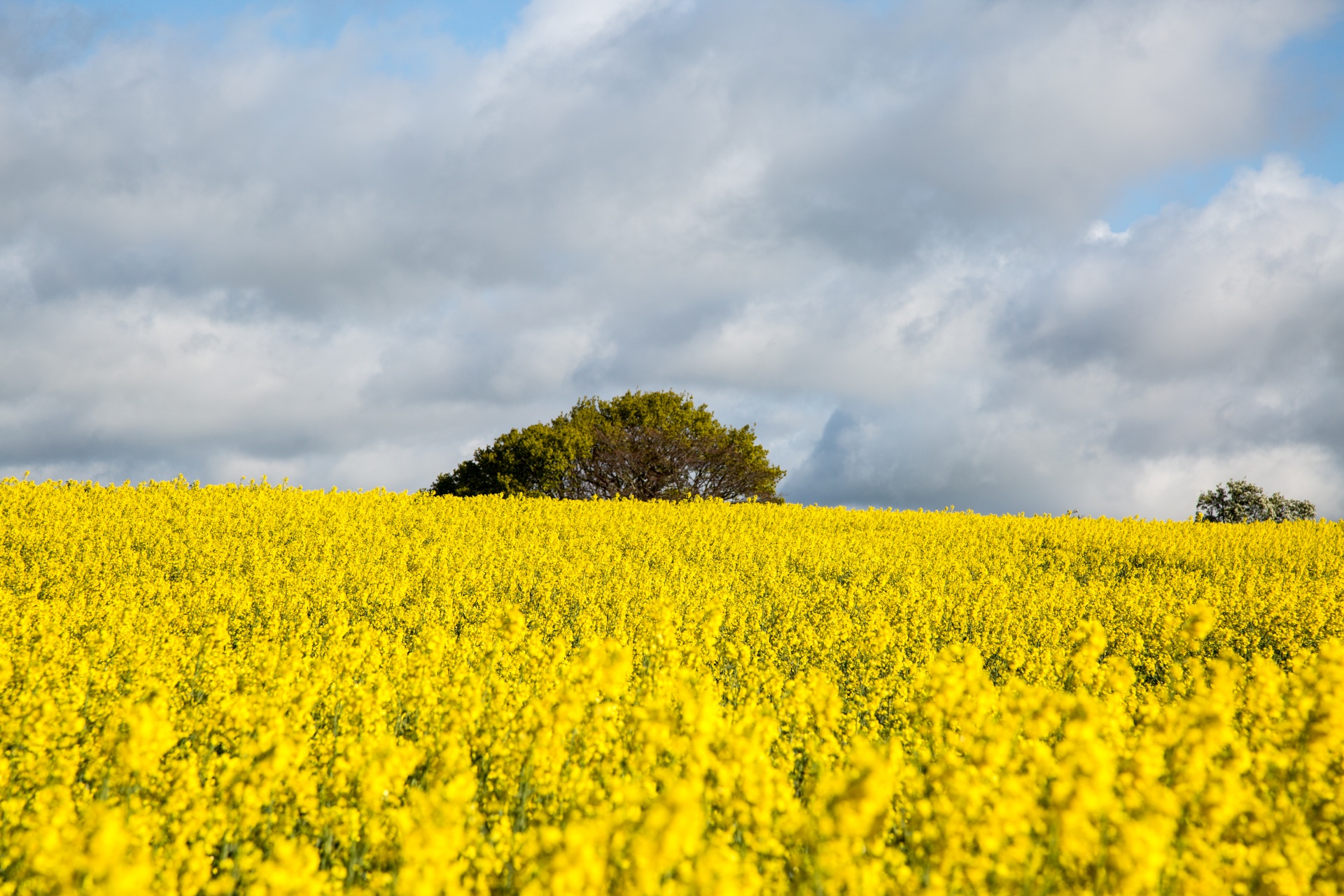 agriculture blooms canola free photo