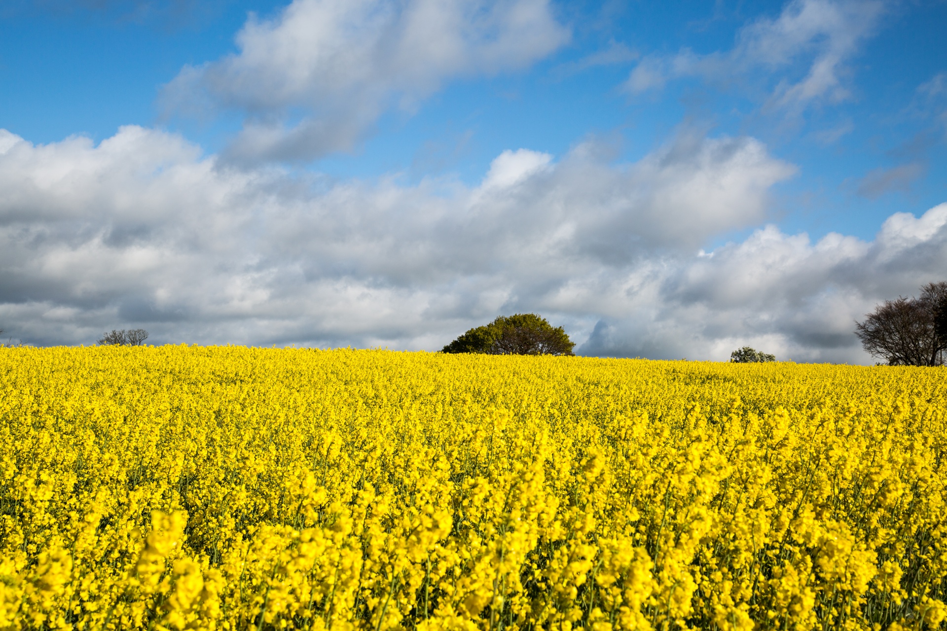 agriculture blooms canola free photo