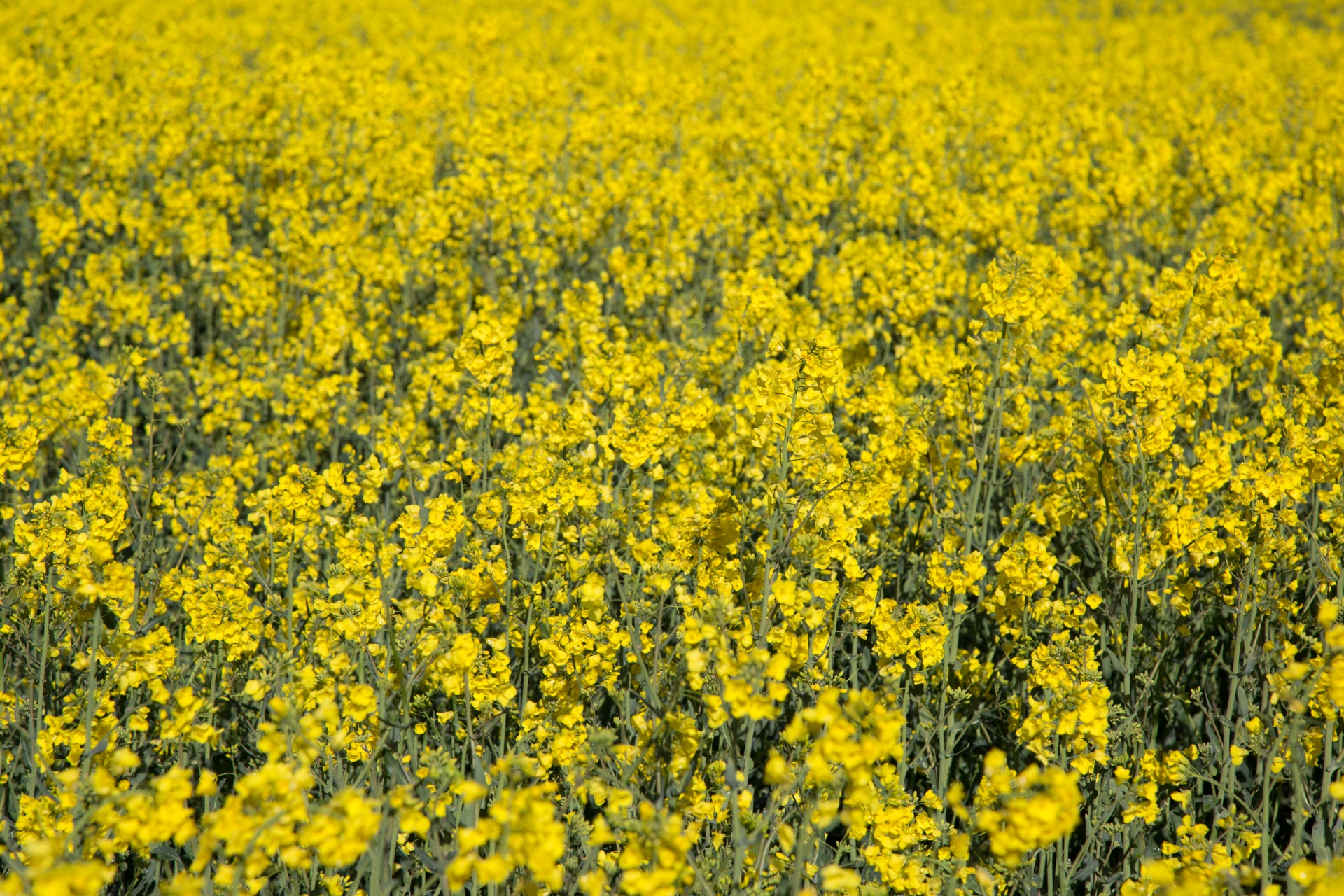 agriculture blooms canola free photo