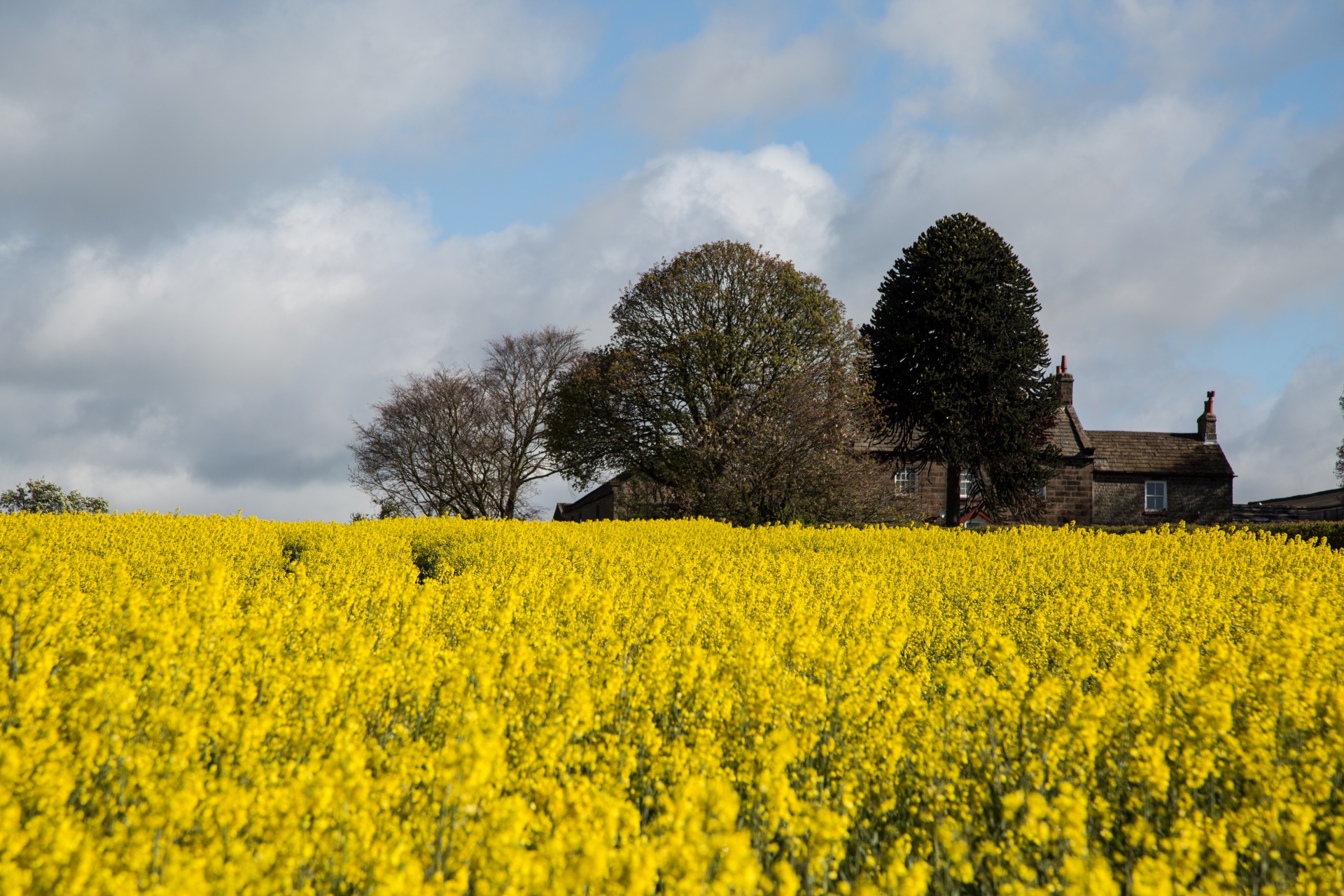 agriculture blooms canola free photo