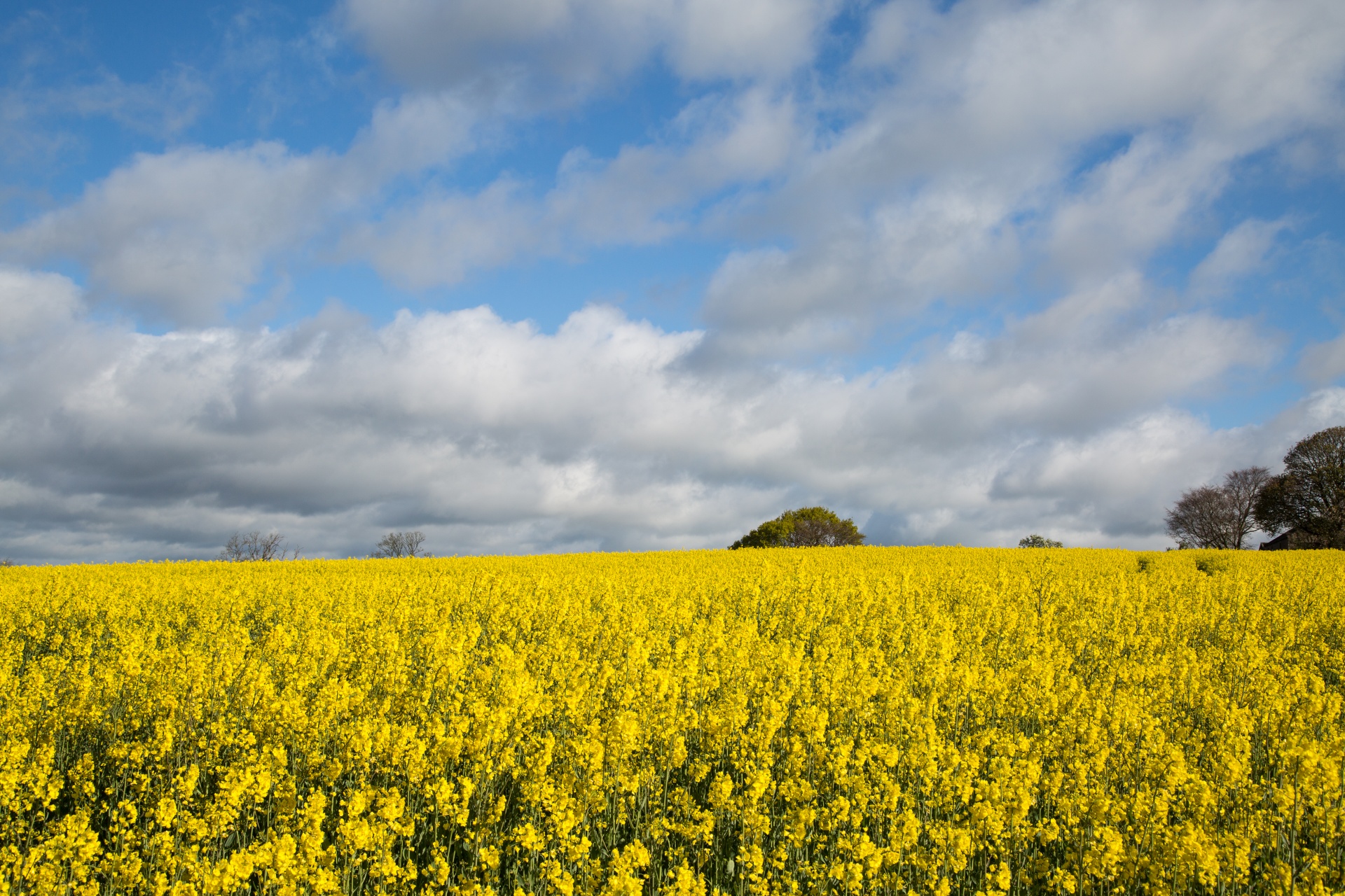 agriculture blooms canola free photo