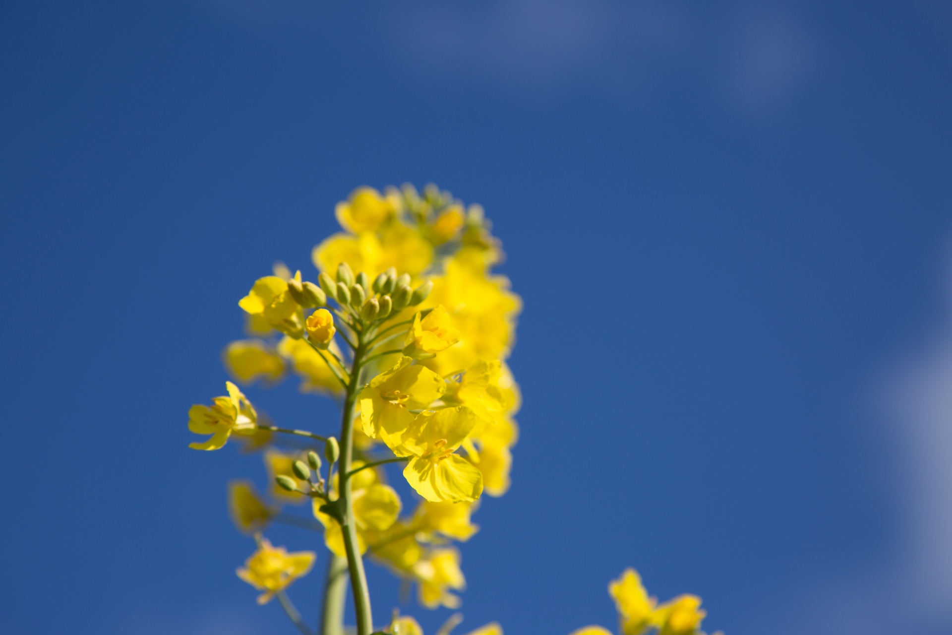 agriculture blooms canola free photo