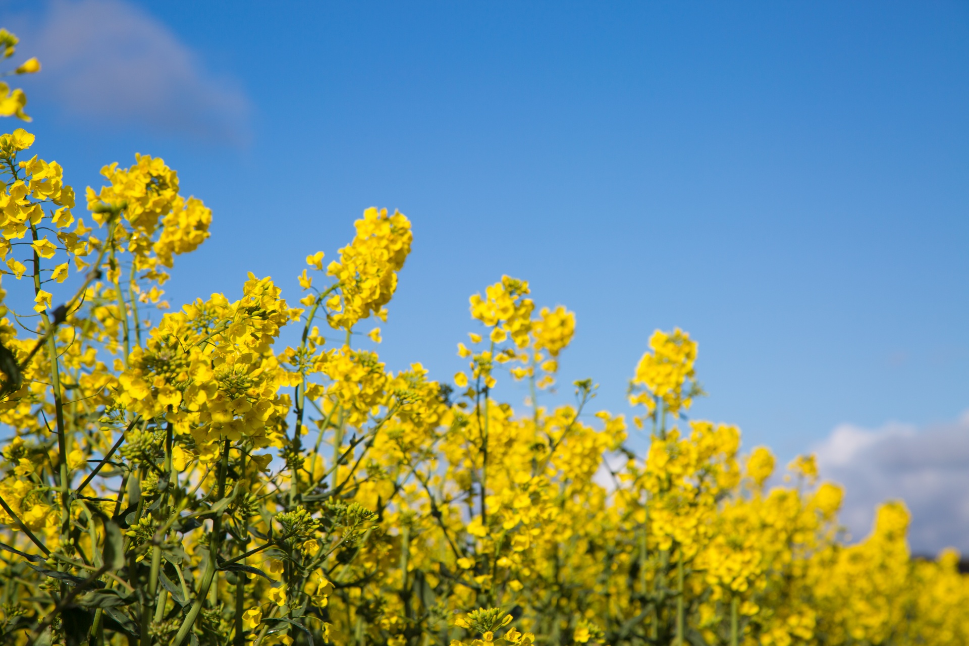 agriculture blooms canola free photo