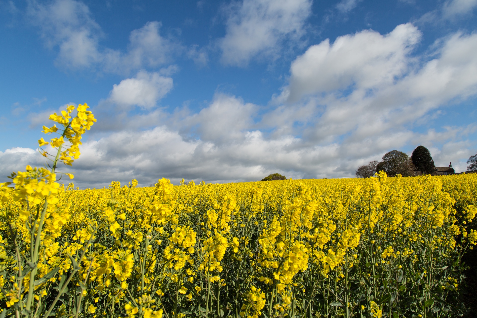 agriculture blooms canola free photo