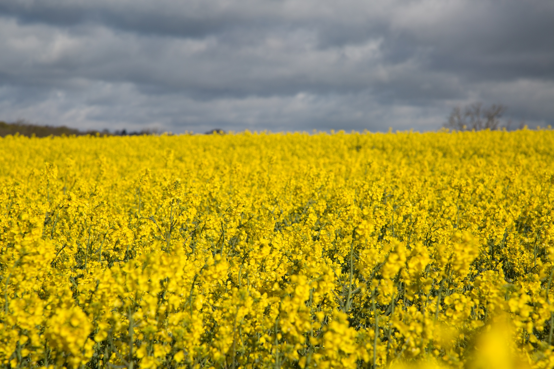 agriculture blooms canola free photo