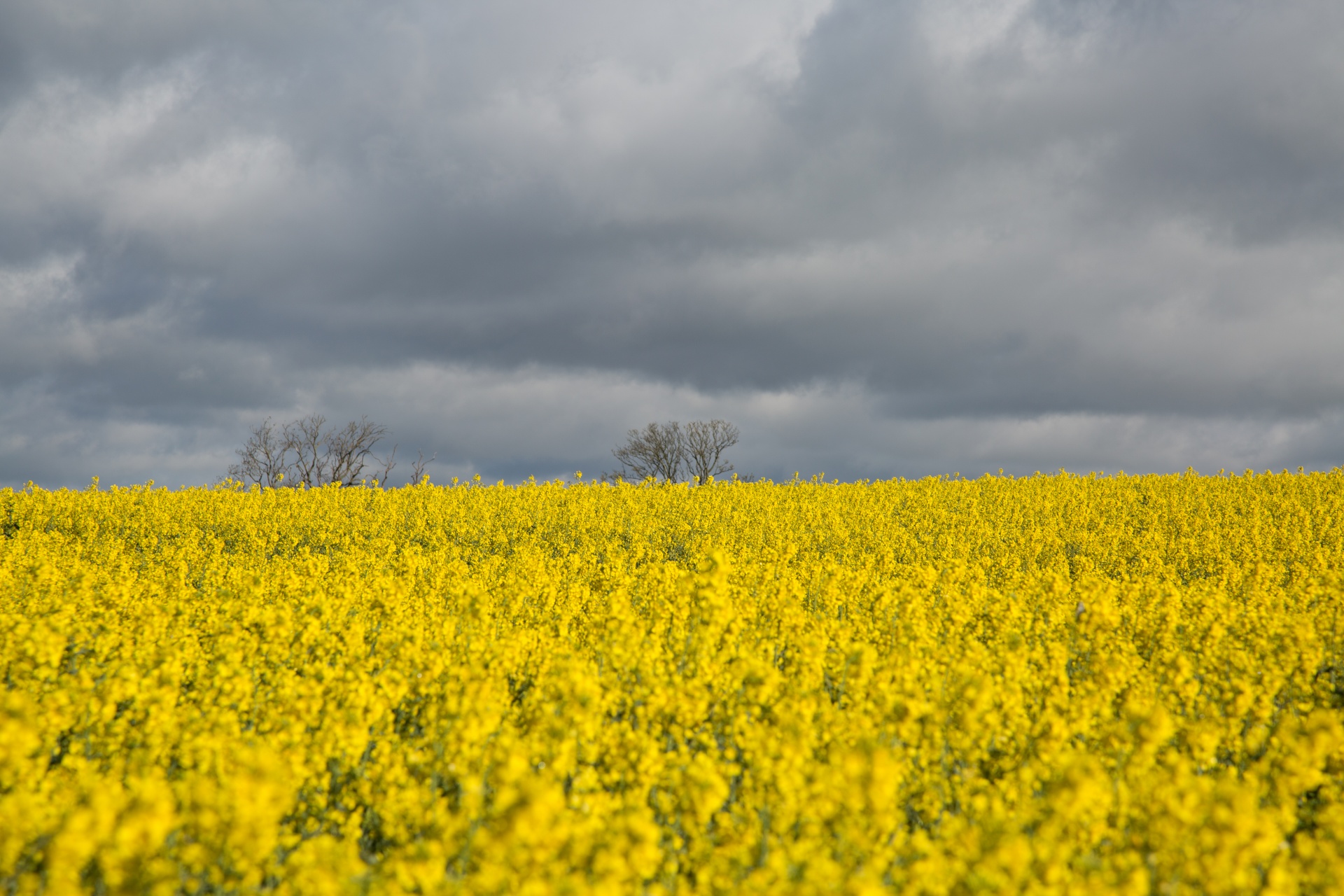 agriculture blooms canola free photo