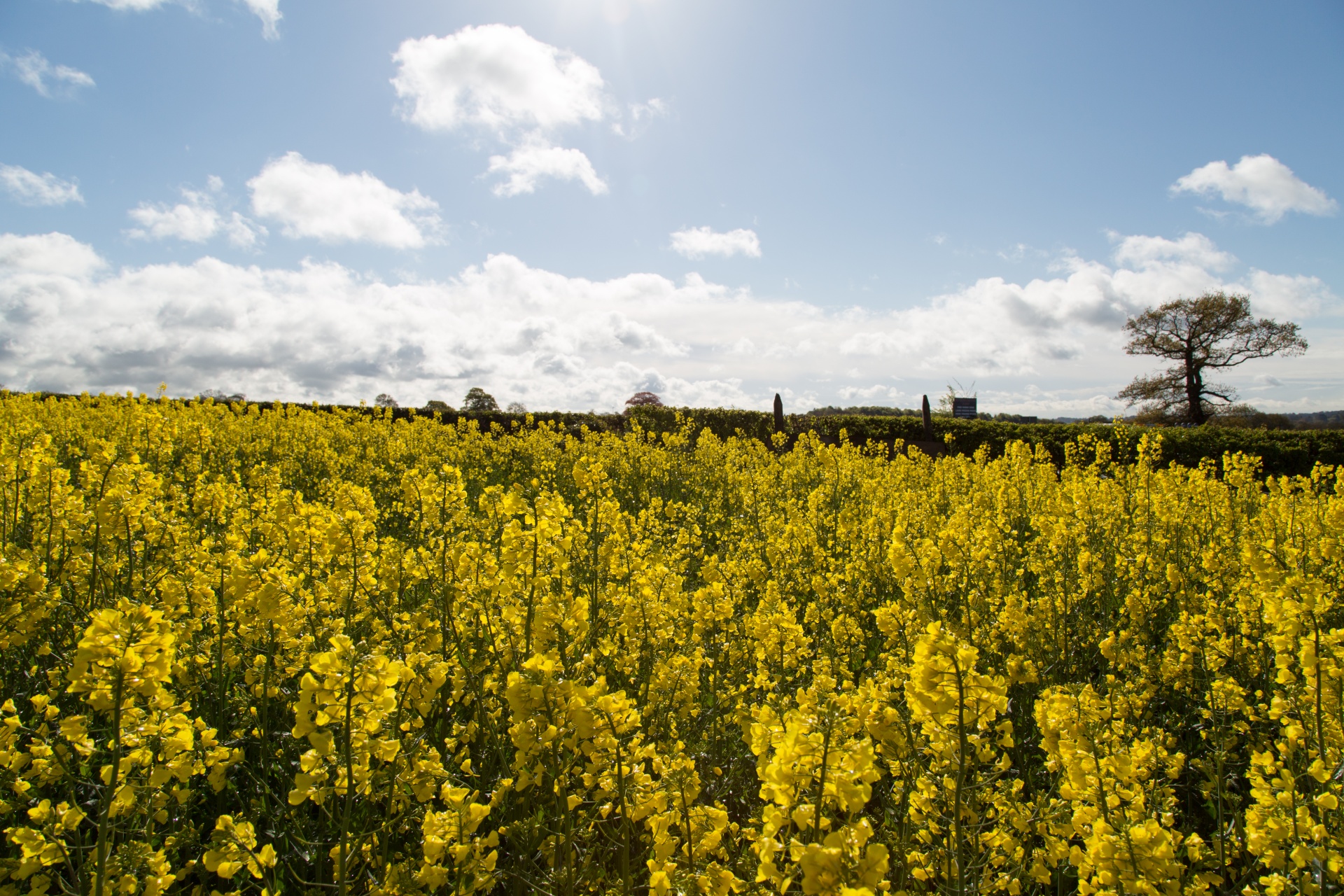 agriculture blooms canola free photo