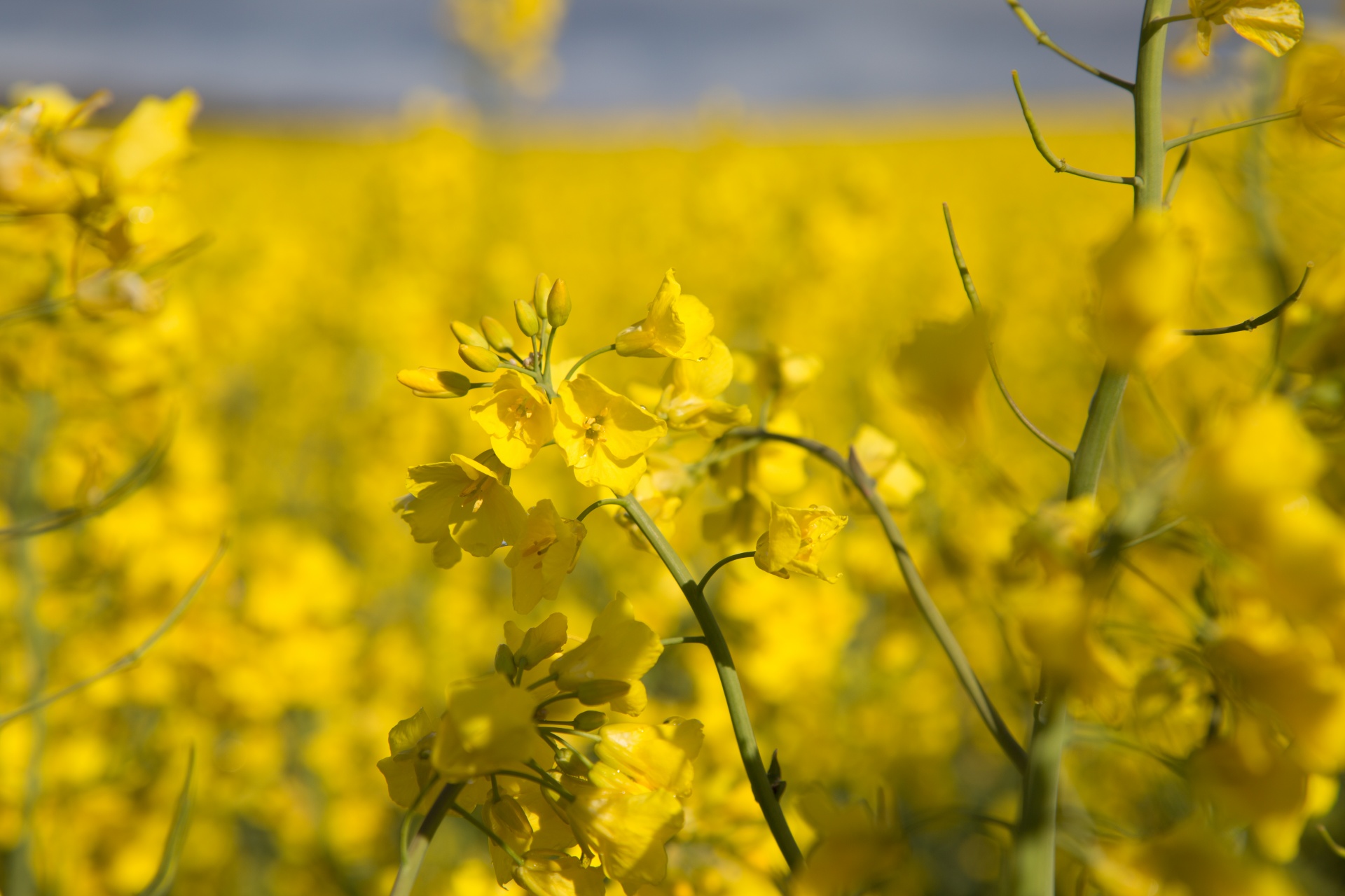 agriculture blooms canola free photo