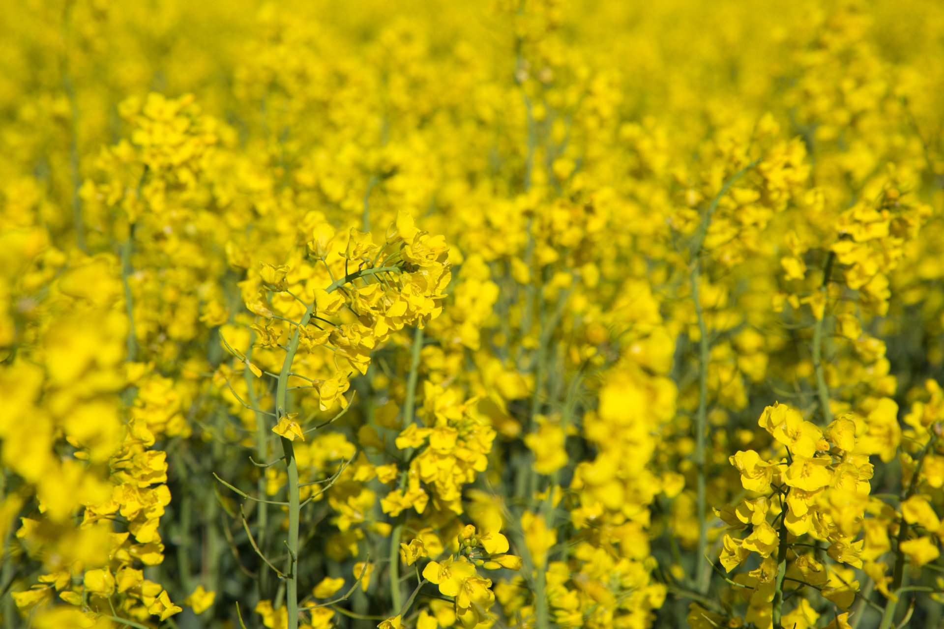 agriculture blooms canola free photo