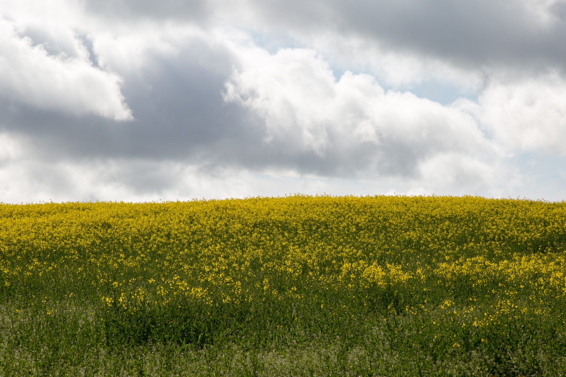 agriculture blooms canola free photo