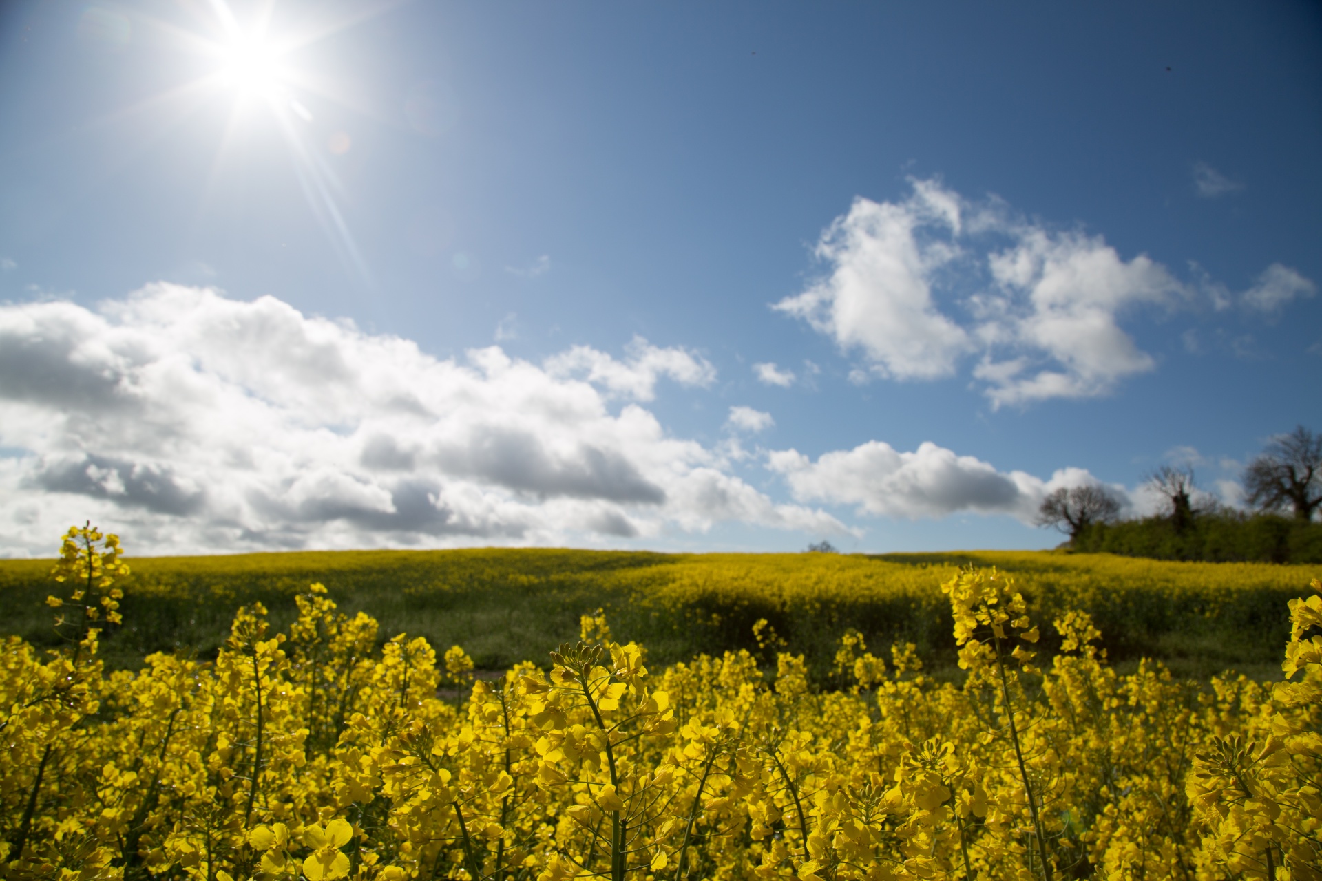 agriculture blooms canola free photo