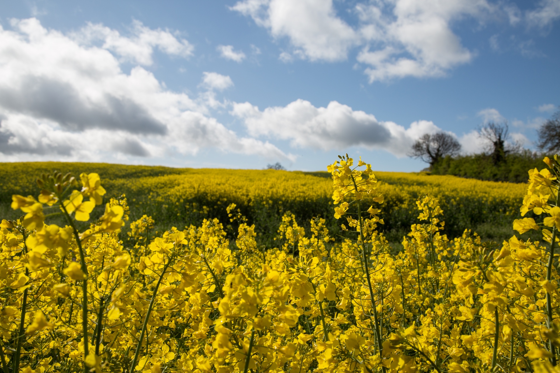 agriculture blooms canola free photo